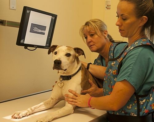 Two team members holding a dog on the x-ray table as they take and x-ray of him